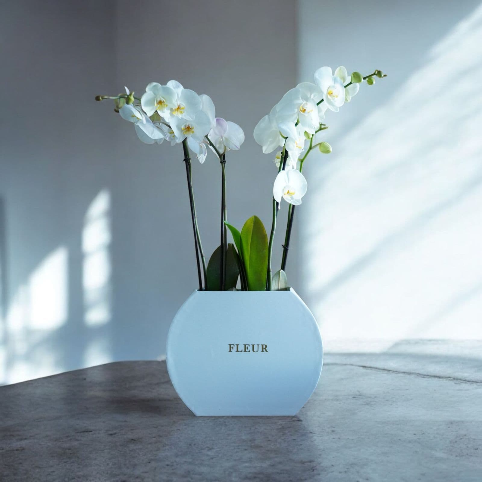 Imagen del producto: Anastasia