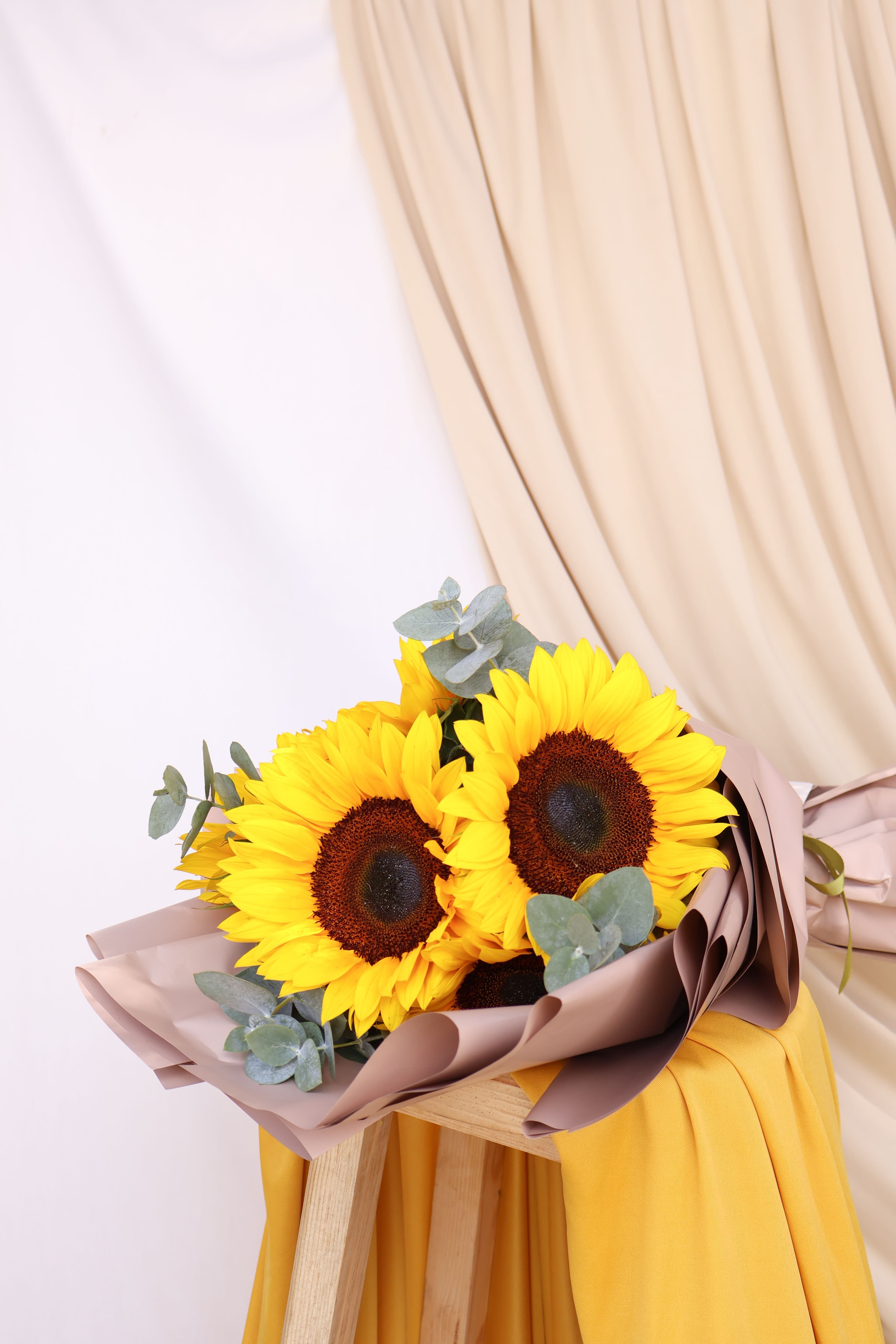 Imagen del producto: Molly