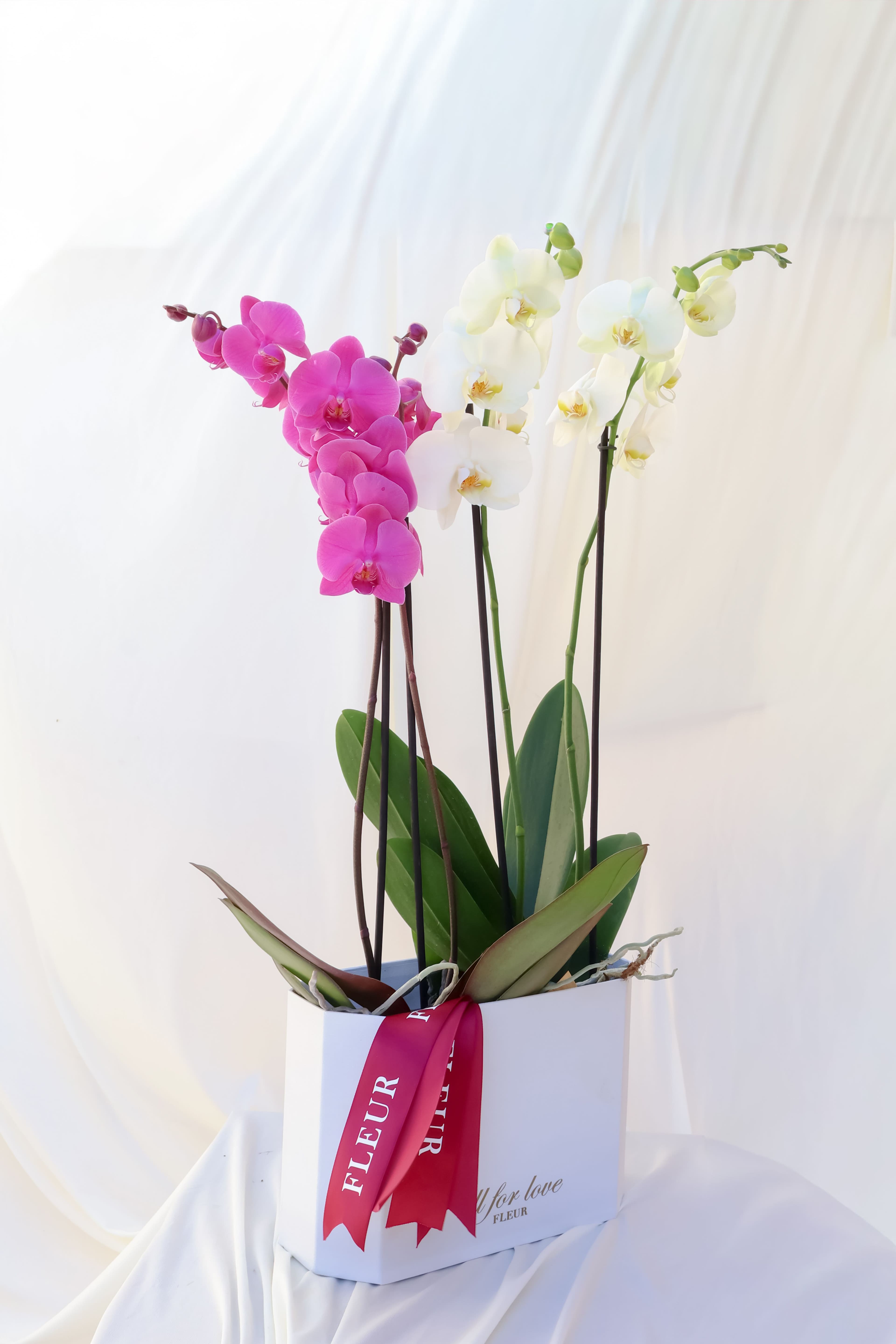 Imagen del producto: Analú