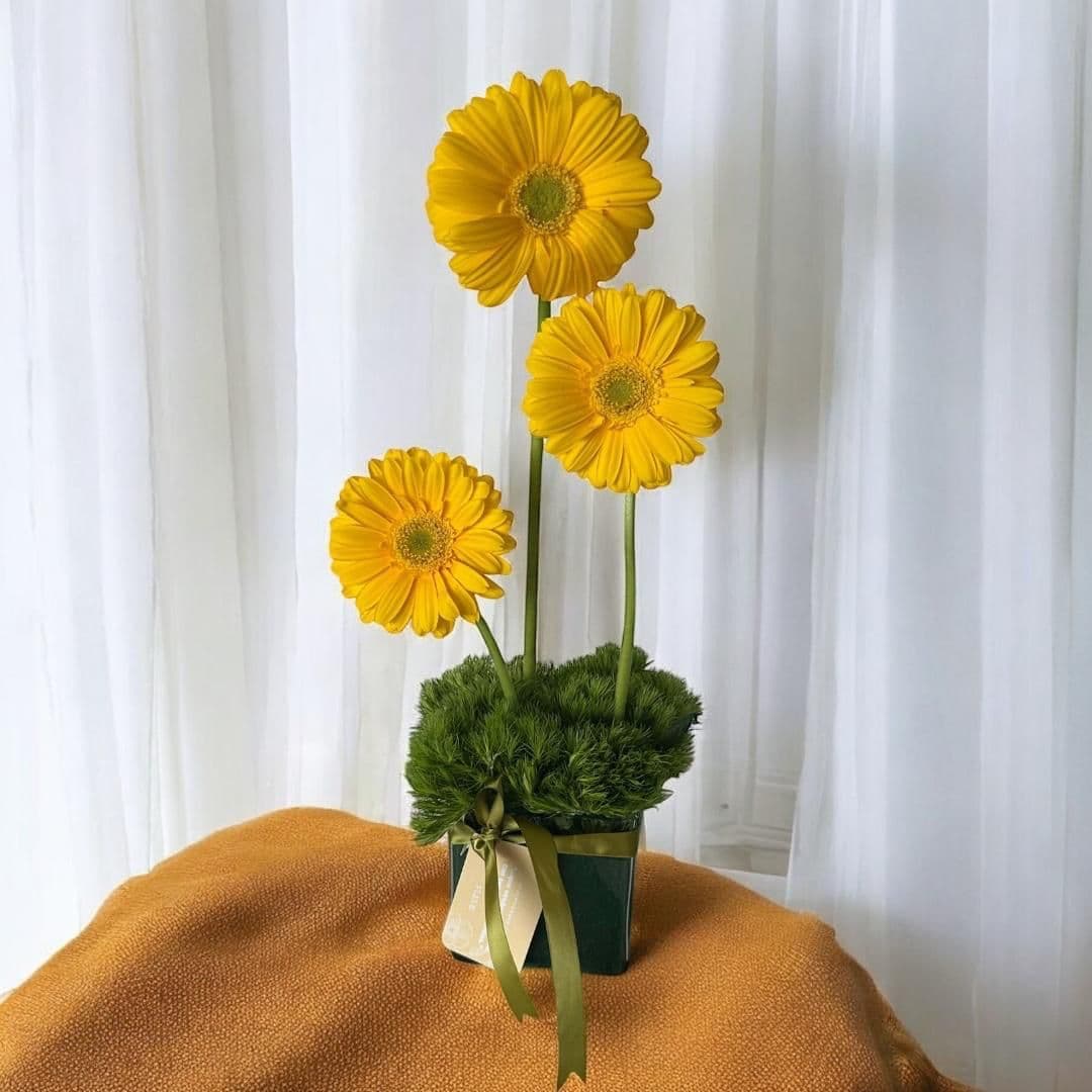 Imagen del producto: Melina