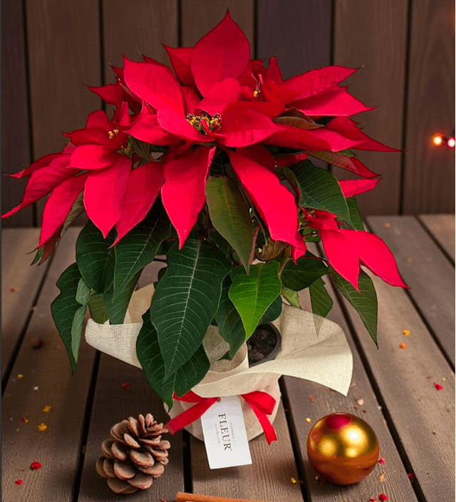 Imagen del producto: Nochebuena